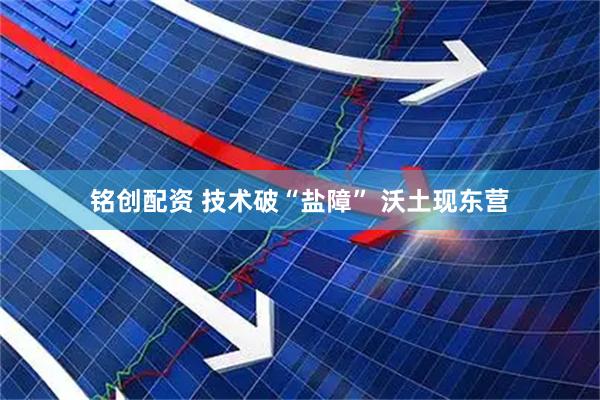 铭创配资 技术破“盐障” 沃土现东营
